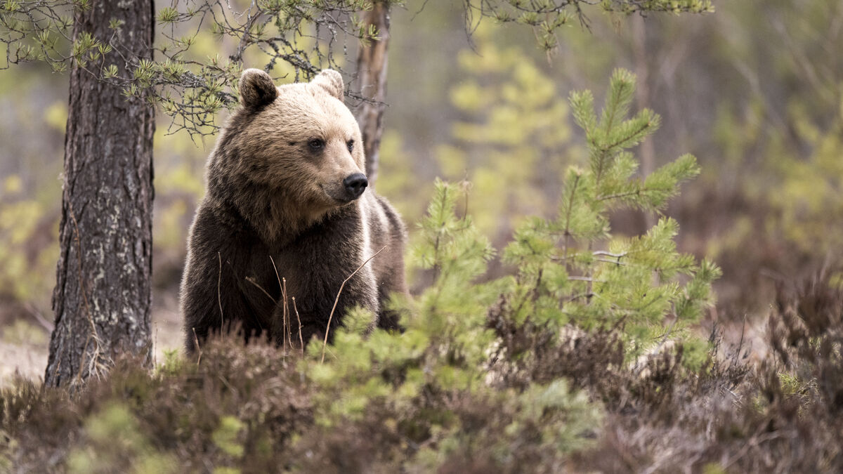 Several sentenced after chasing bear family with cars