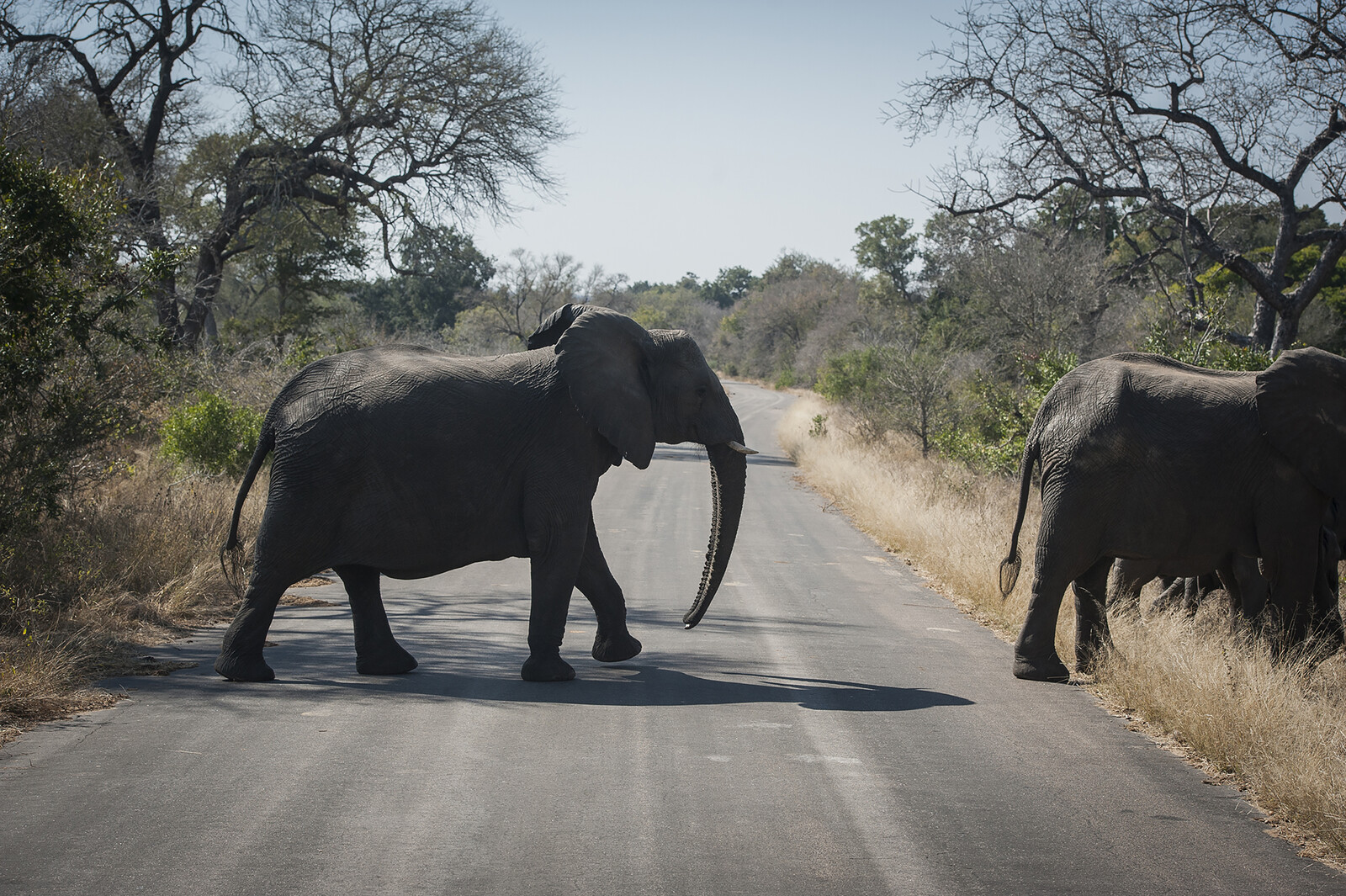 Tourist killed by elephant in