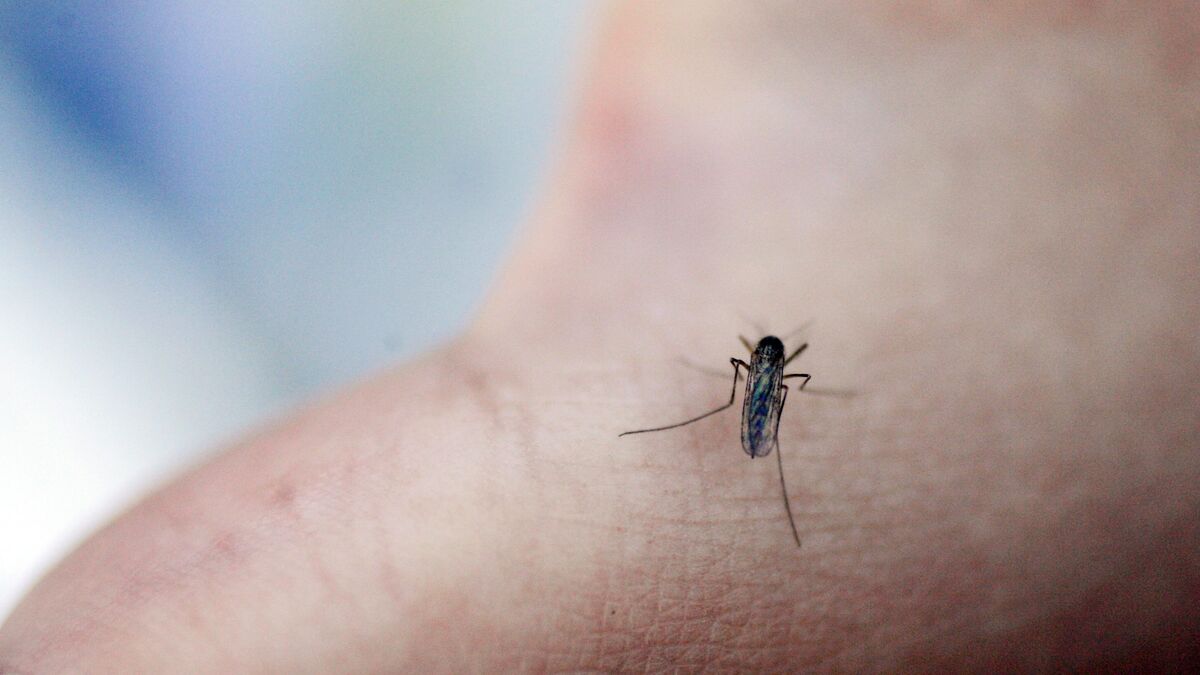 Scientists ask the public to send in mosquitoes for research in Sweden