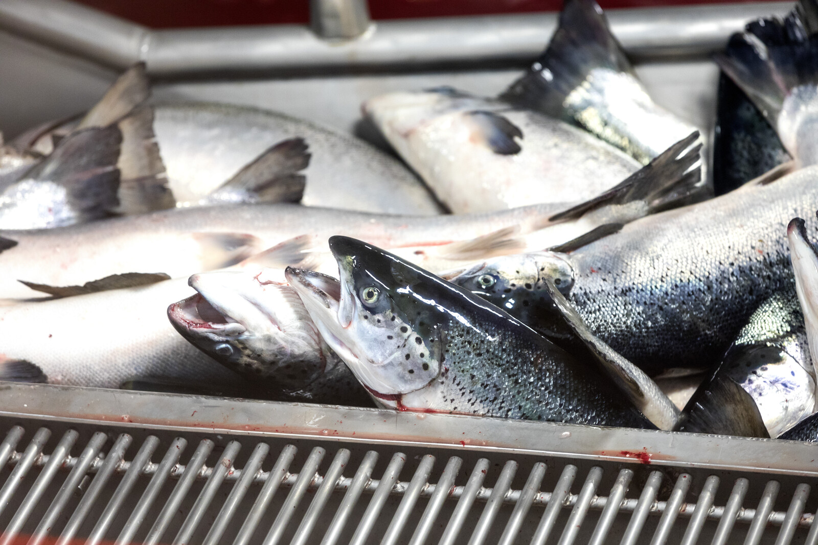 Bakkafrost Shares Drop 15% After Profit Warning