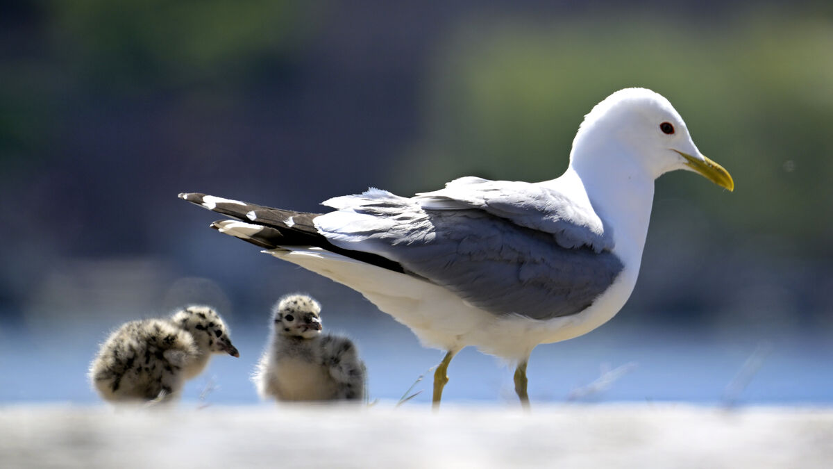 Unique North American bird may have nested in Sweden