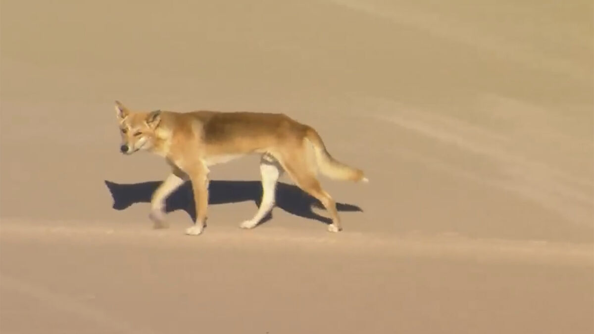 Canadian tourist drowned after dingo