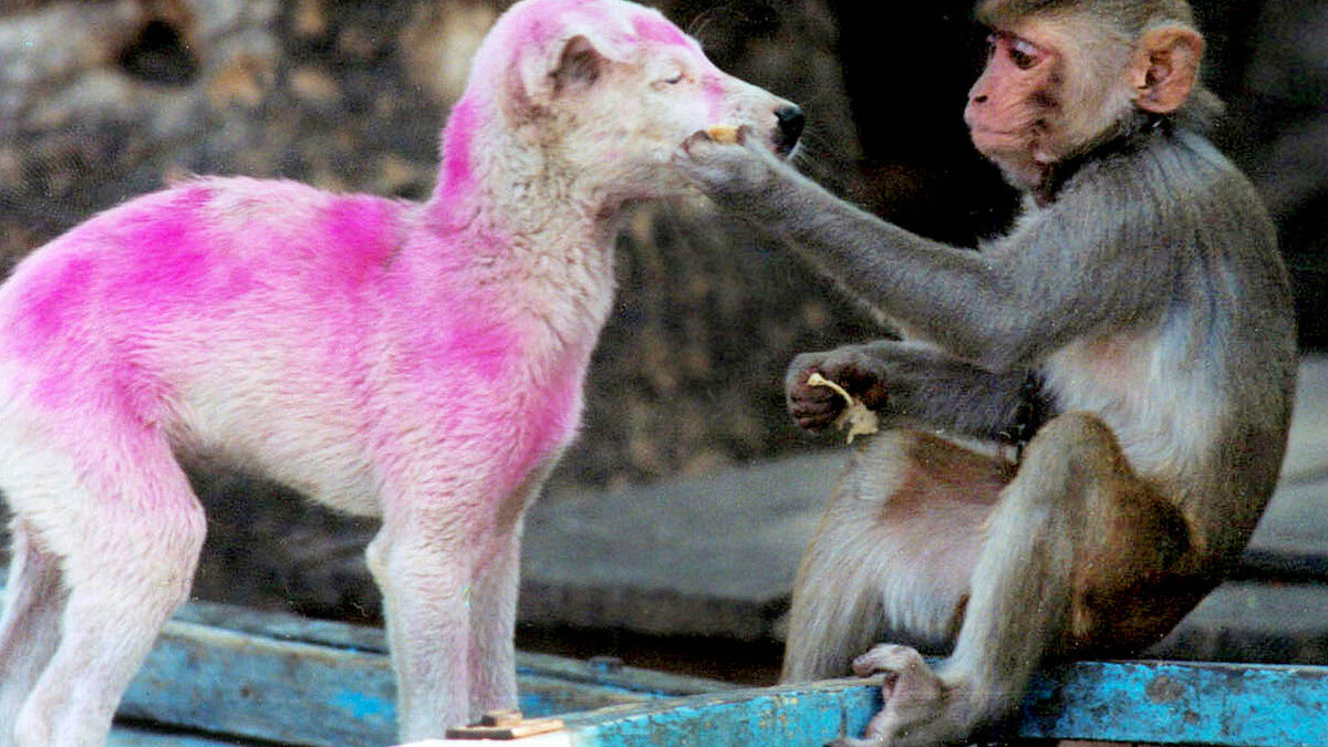 Why humans keep pets may have roots in monkeys, study suggests