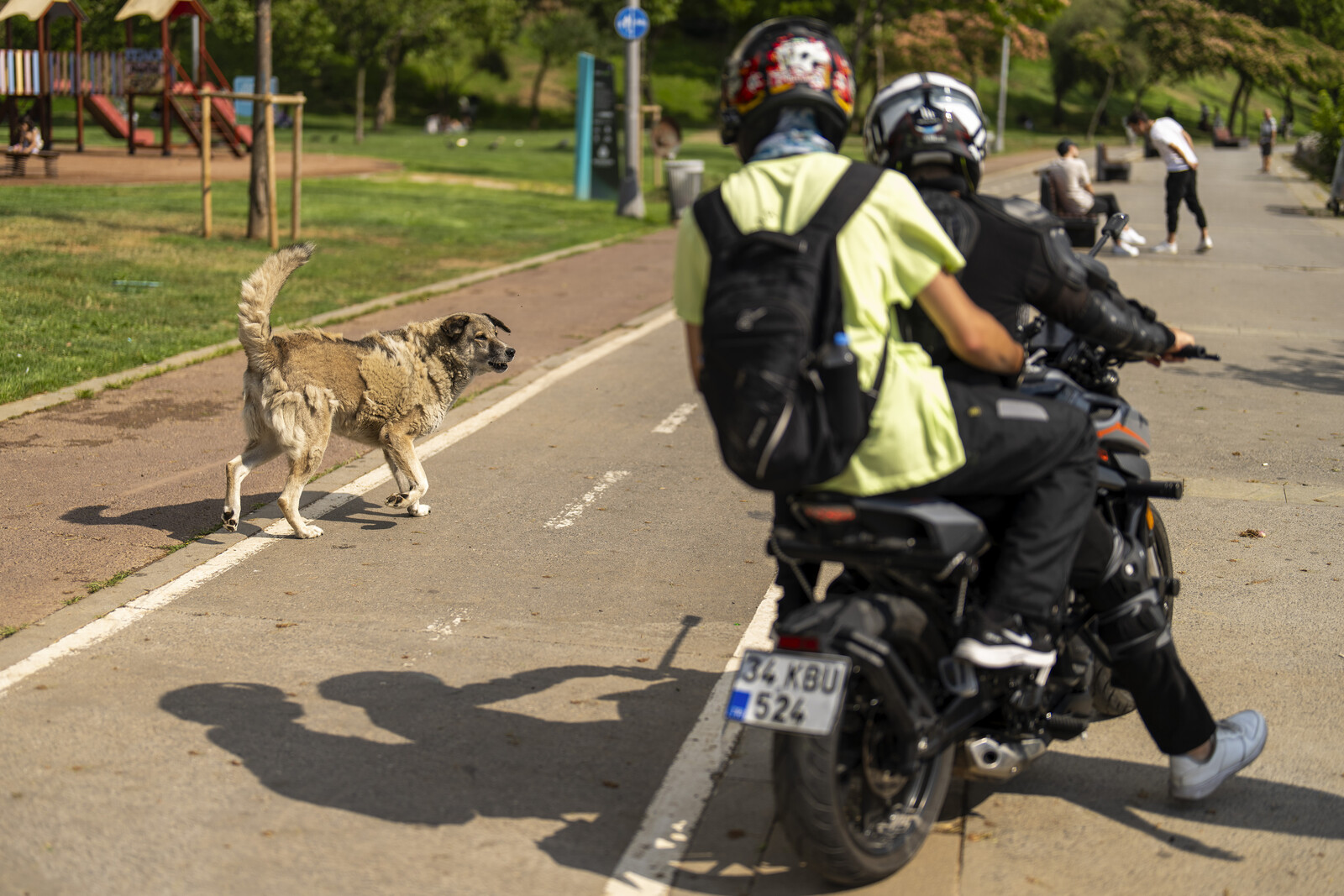 Turkish streets cleared of dogs