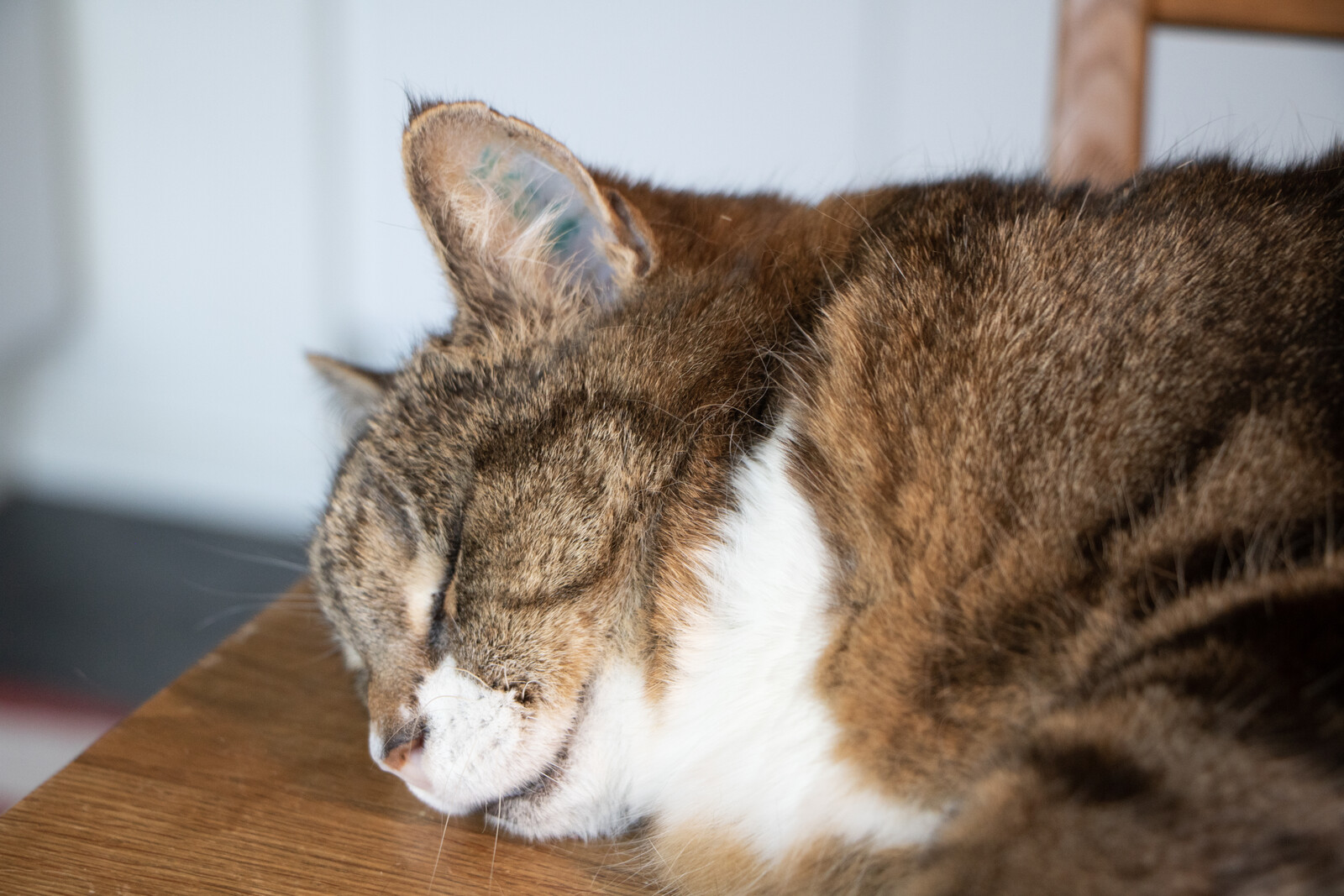 Cats Threaten to Overtake the Throne of Household Pets