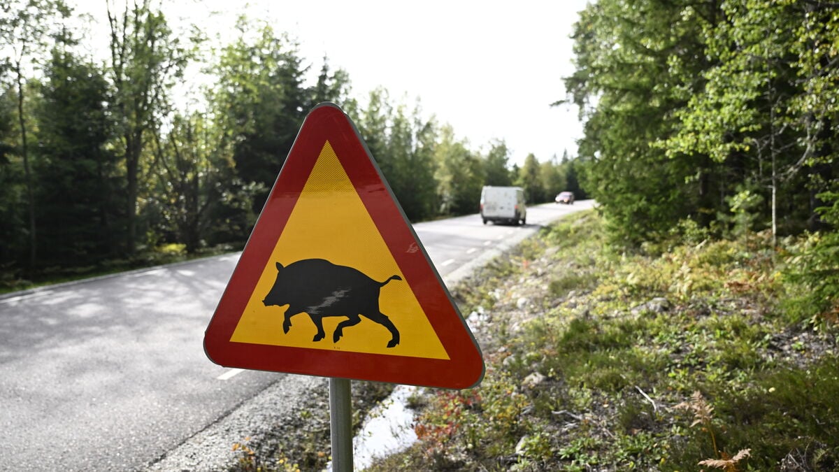 Finnish government steps up efforts to contain African swine fever outbreak