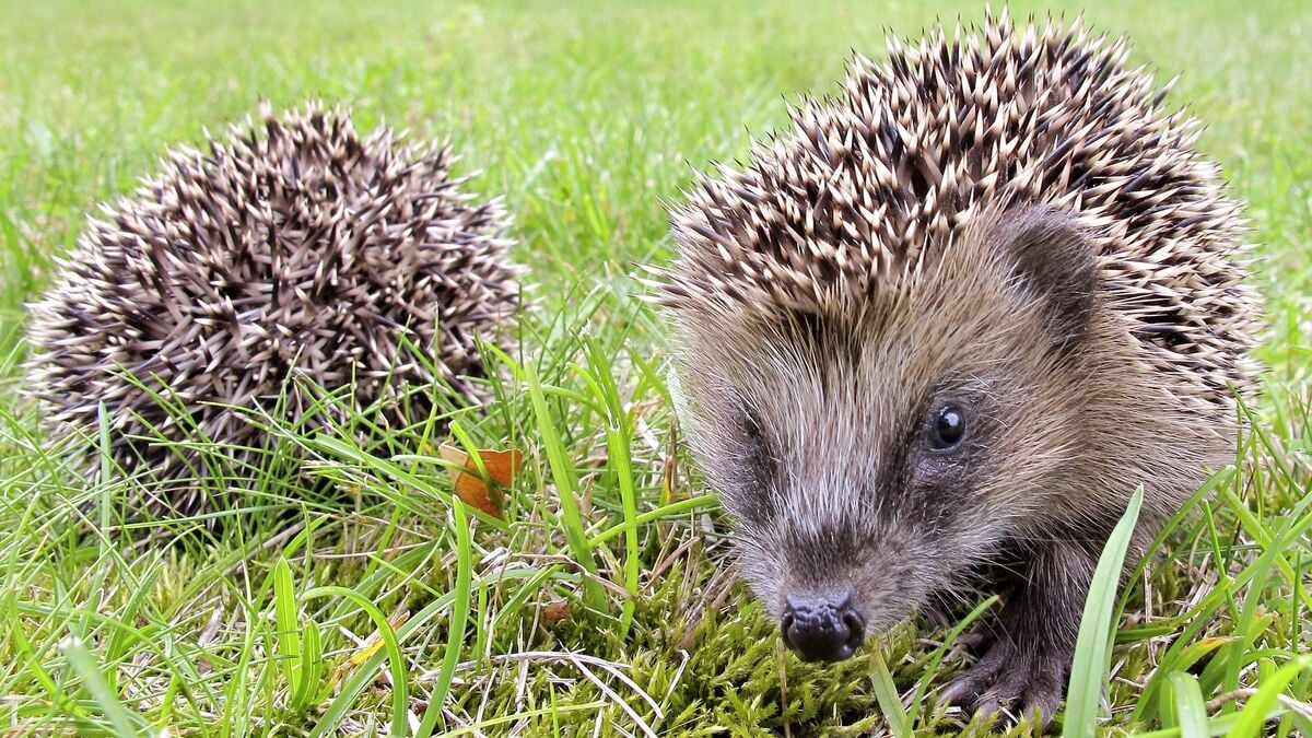 Hedgehogs are disappearing in parts of Sweden, WWF launches new count