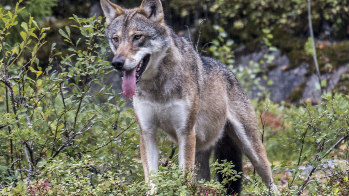 Second wolf attack in Halland kills three sheep