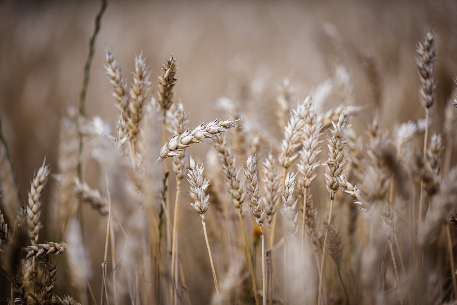 Positive Outlook for Harvest Season Despite Challenges Ahead