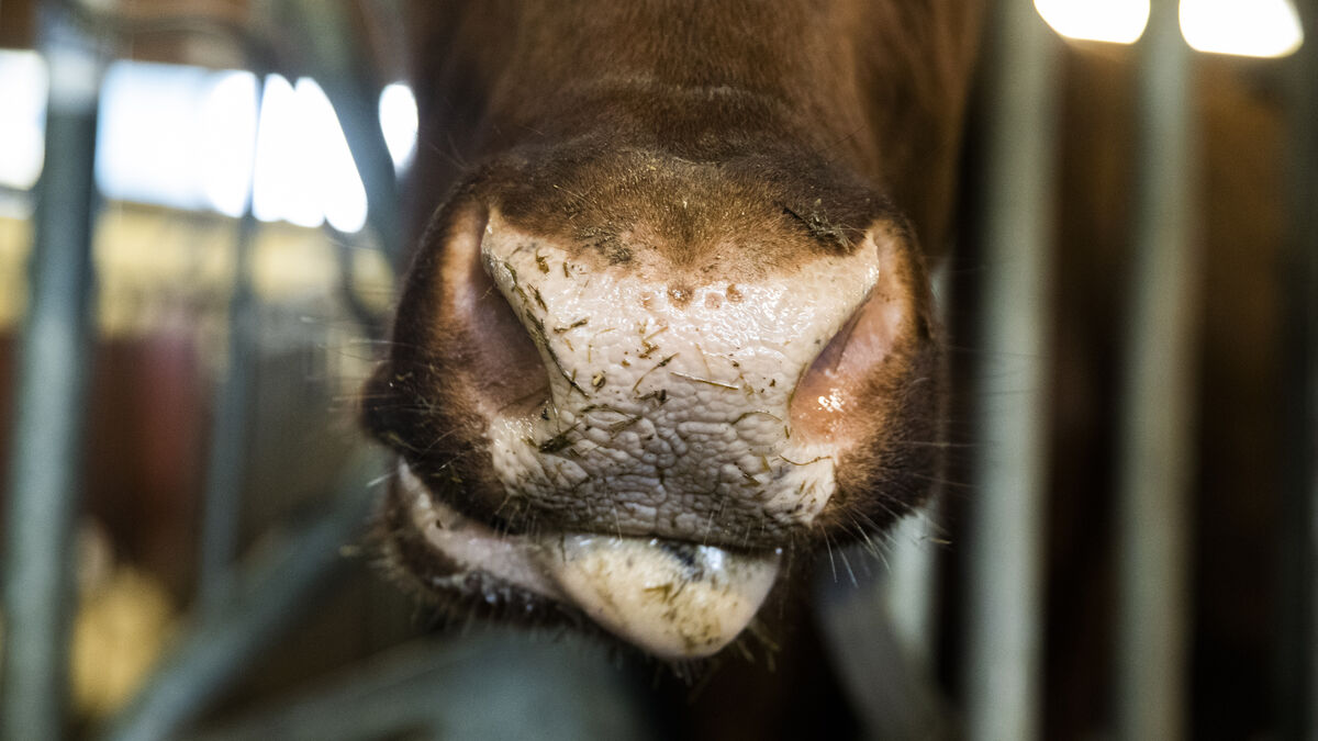 Two charged with aggravated animal