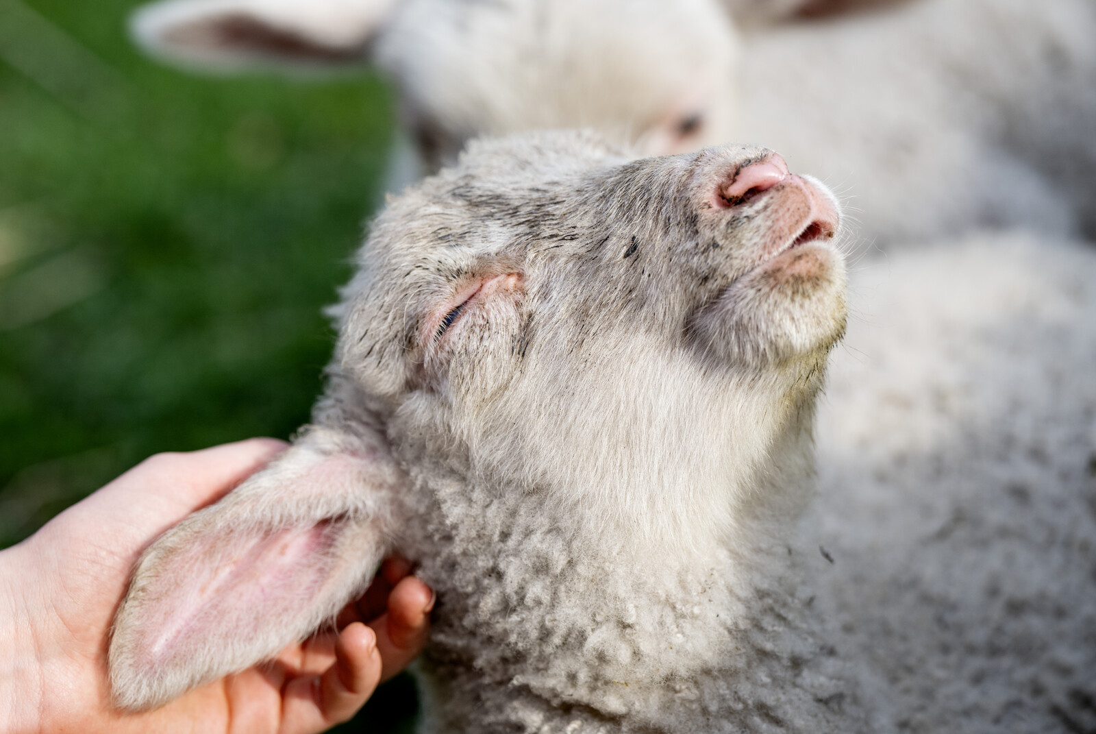 Swedish Wool Gains Popularity in