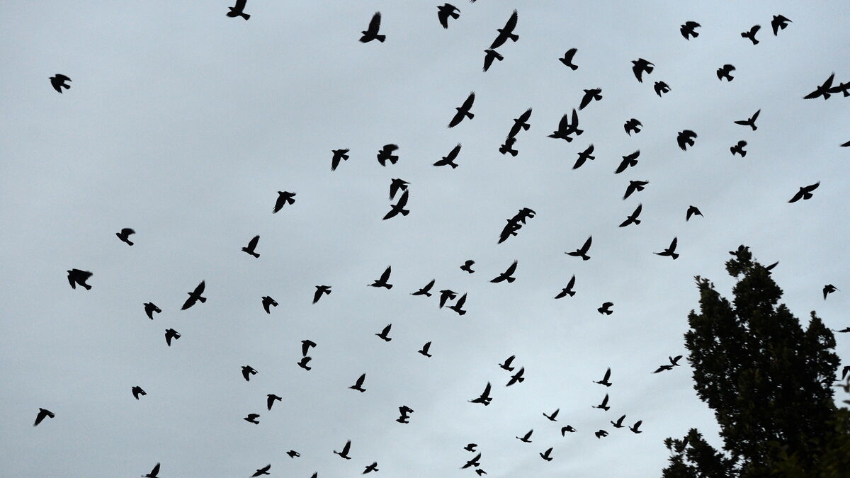 Bird Flu Detected in Wild