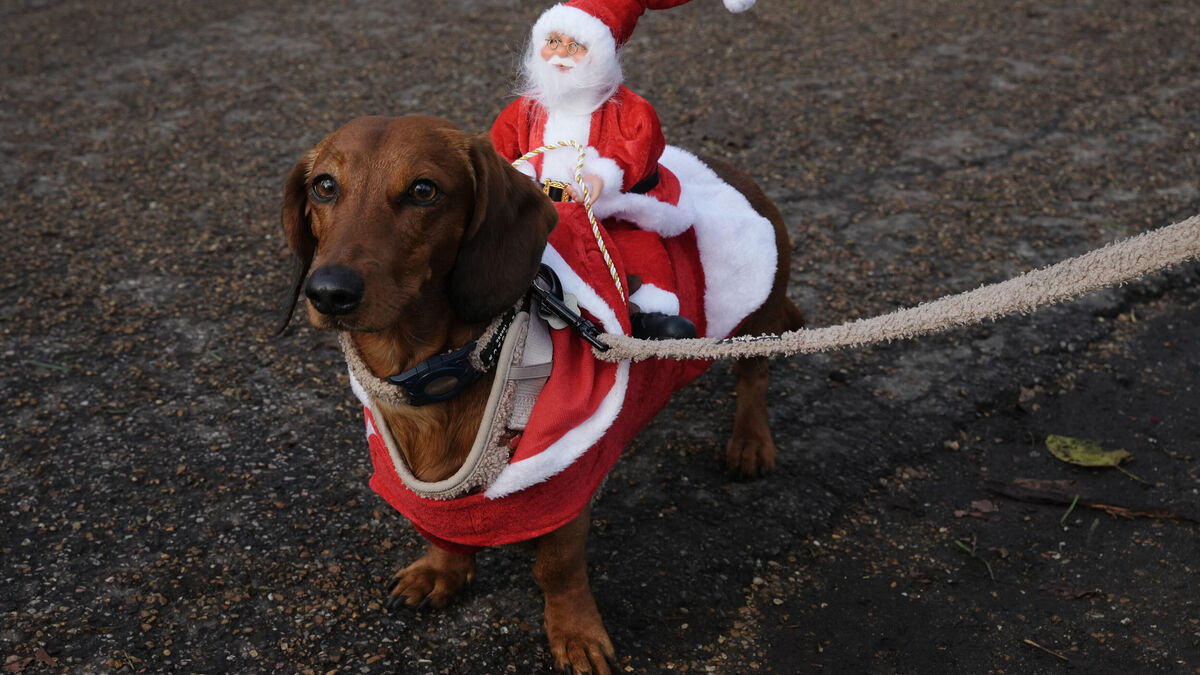 Hundreds of dachshunds held a