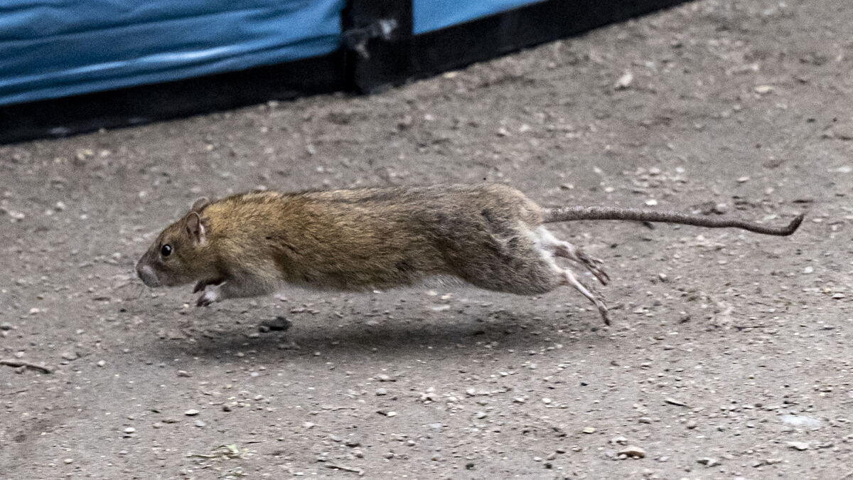 Rats and mice adapt and are difficult to control