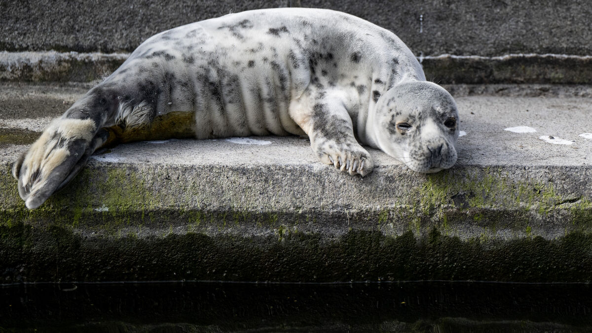 Seal autopsy without face mask uncovers dangerous brucella infection