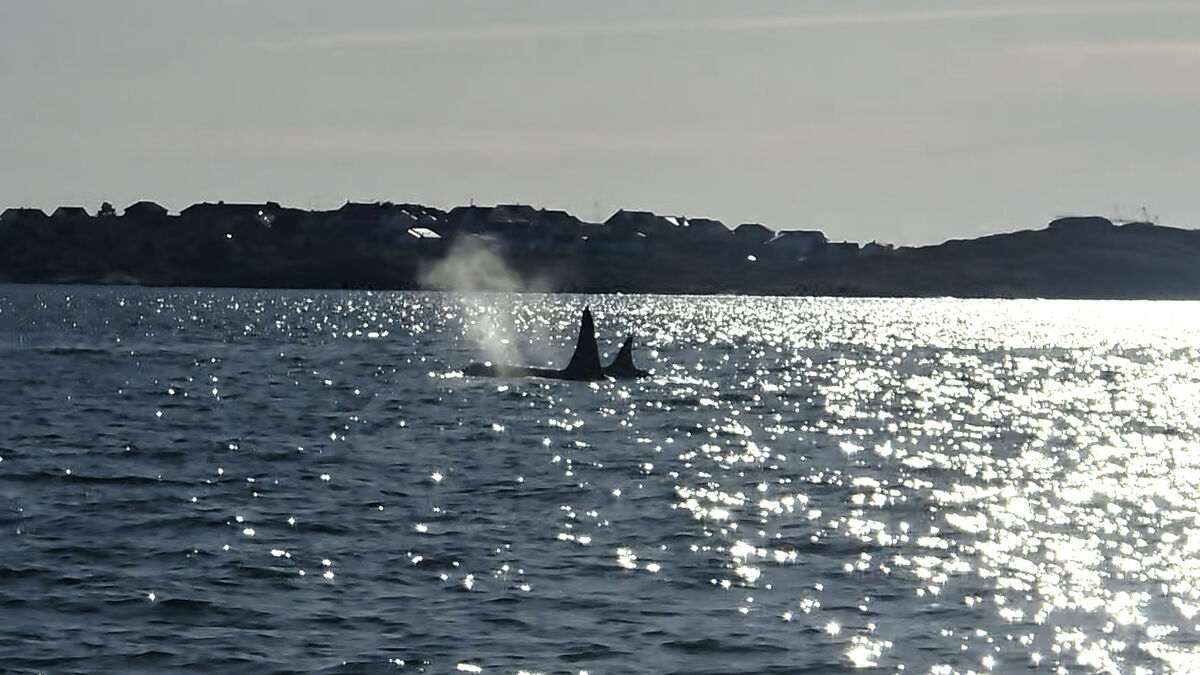 Four orcas spotted hunting mackerel off Gothenburg archipelago