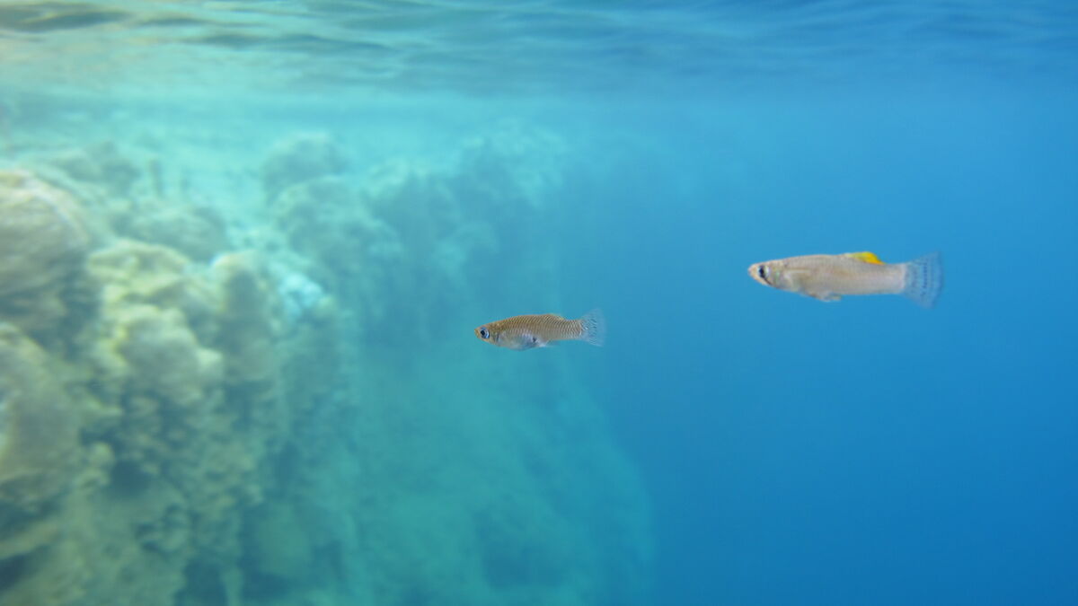 Aggressive female fish chase away males from other caves