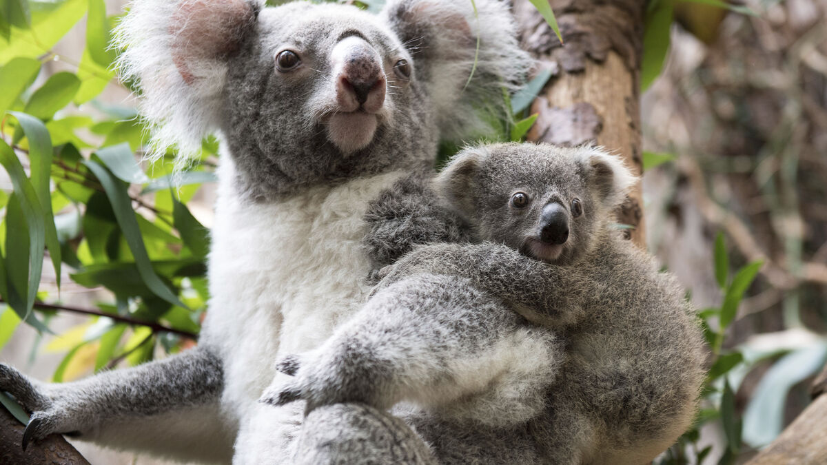 Koalas in New South Wales are getting sick and dying from heat stress