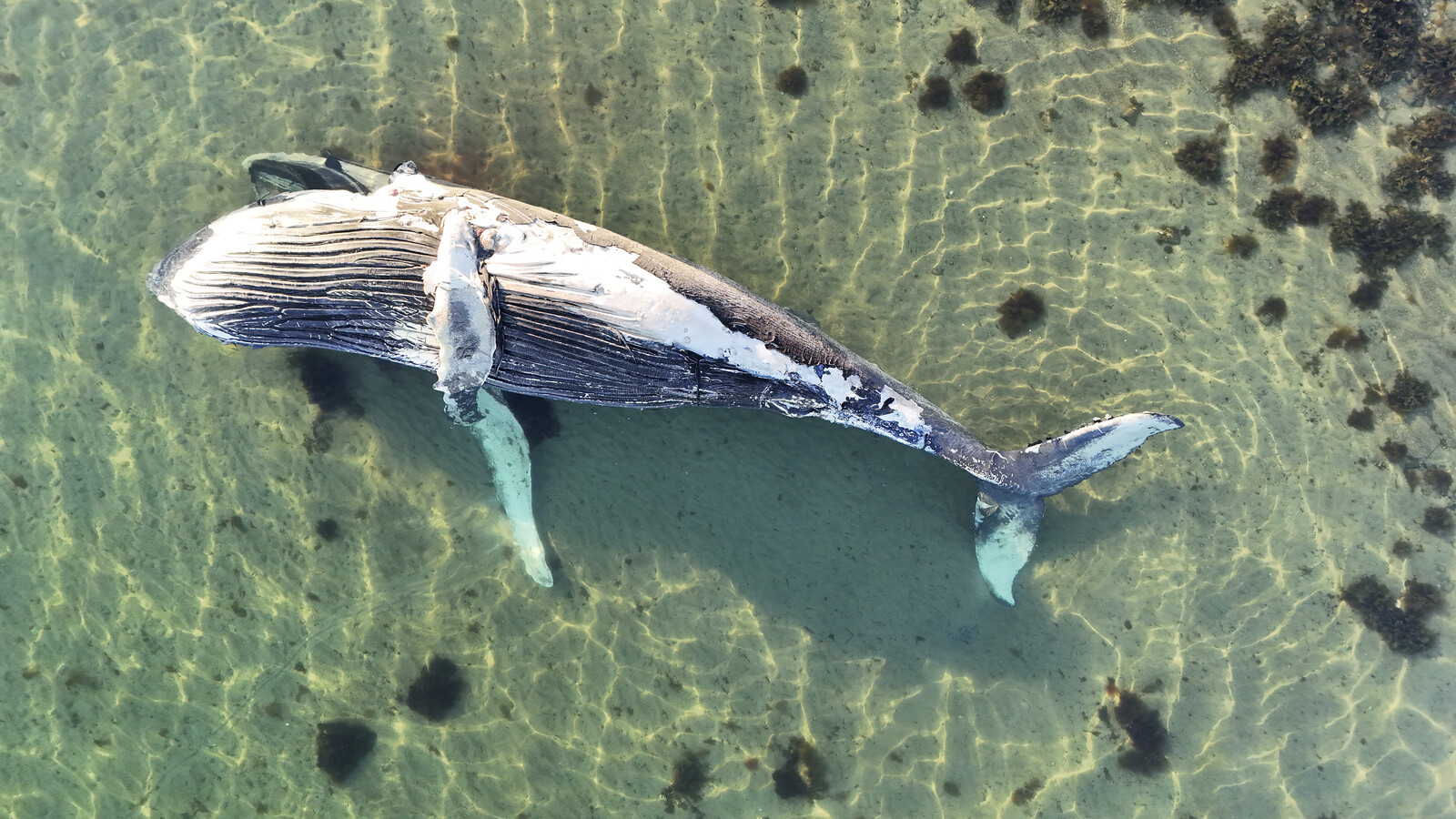 Sperm Whale Found Dead on Danish Beach Near Aarhus