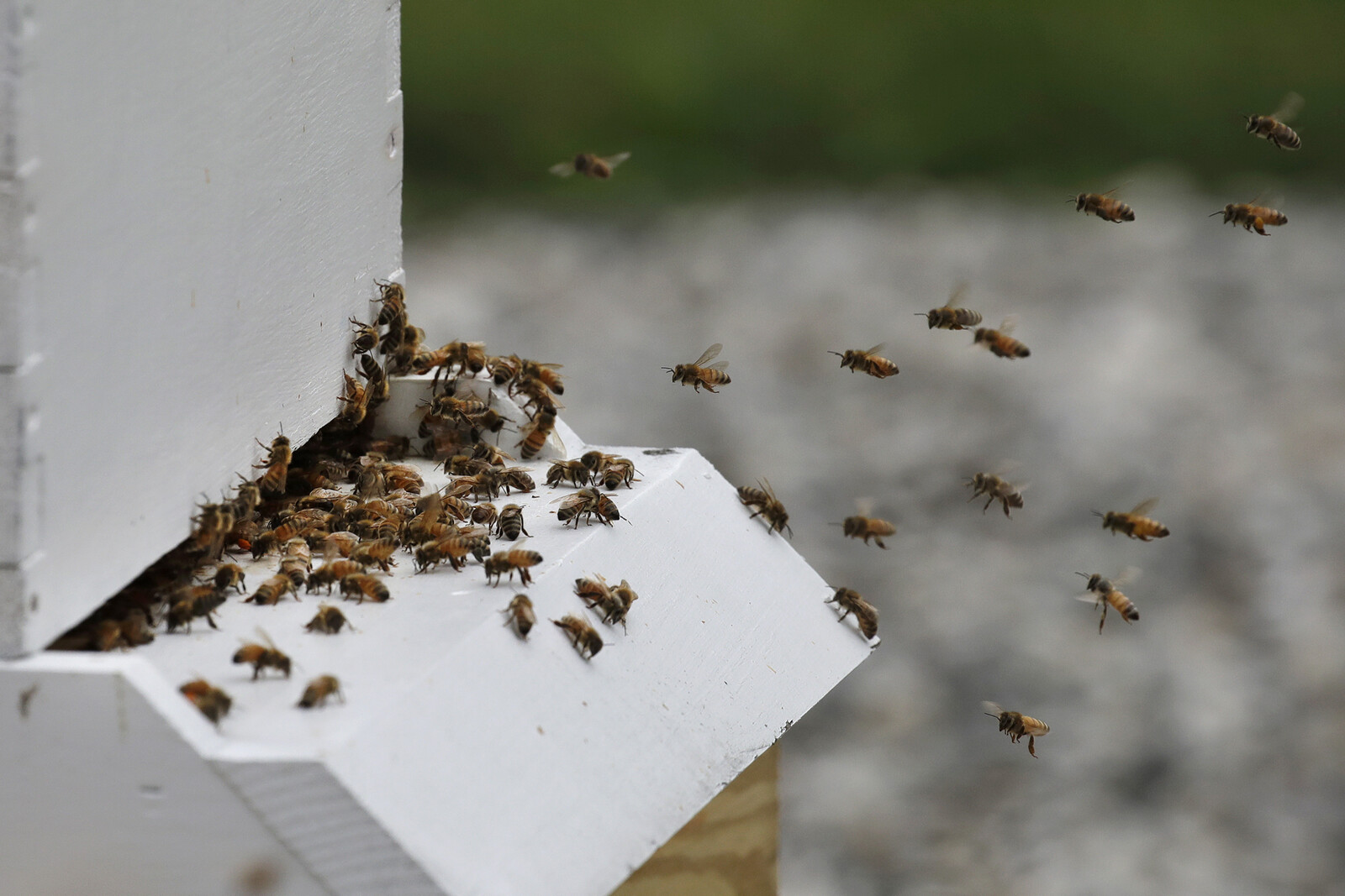 24 Injured in Bee Attack