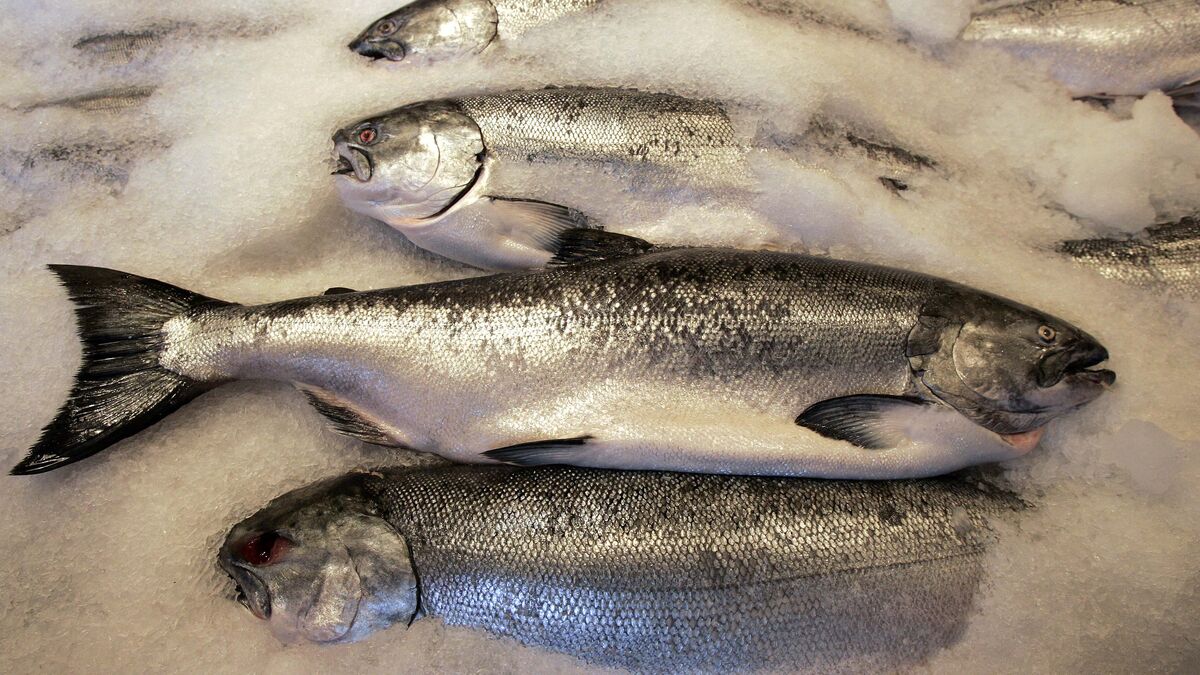 Salmon stocks fall as Bakkafrost posts weak interim results