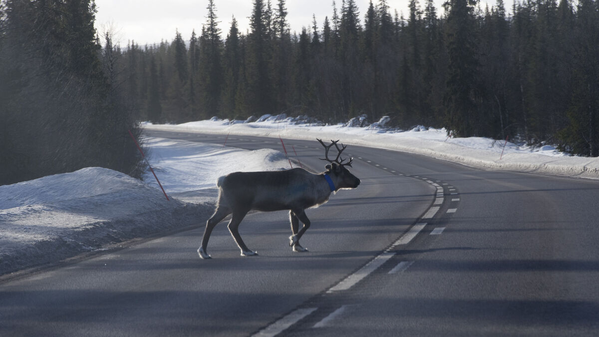Reindeer was run over and