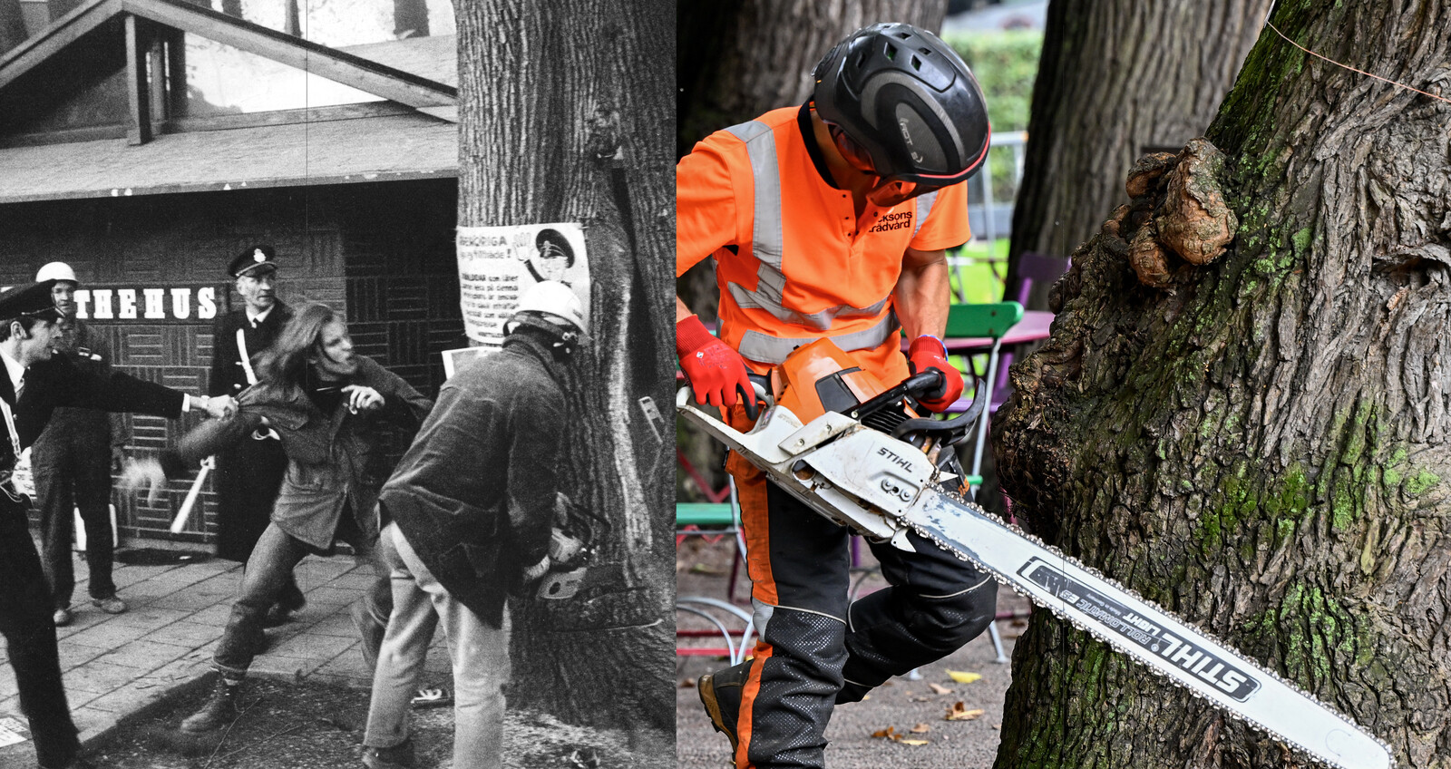 Historic Elm in Stockholm's Kungsträdgården Felled Due to Disease