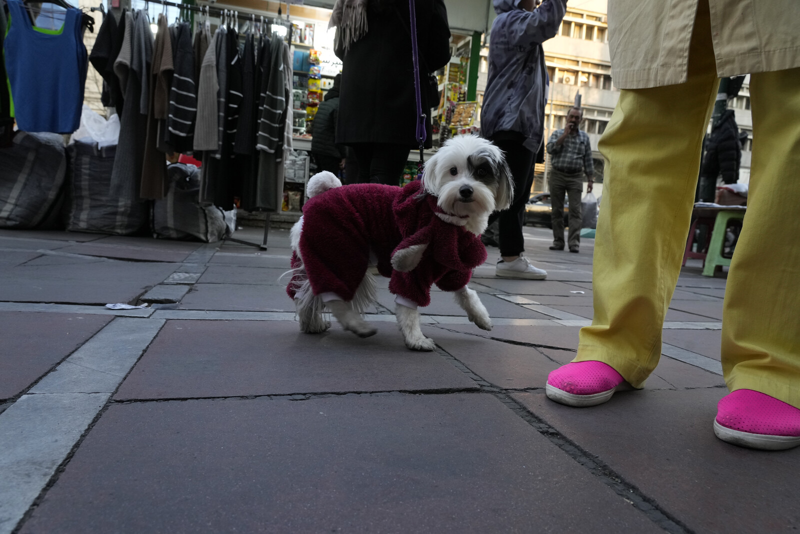 Iranian Cities Implement Public Dog