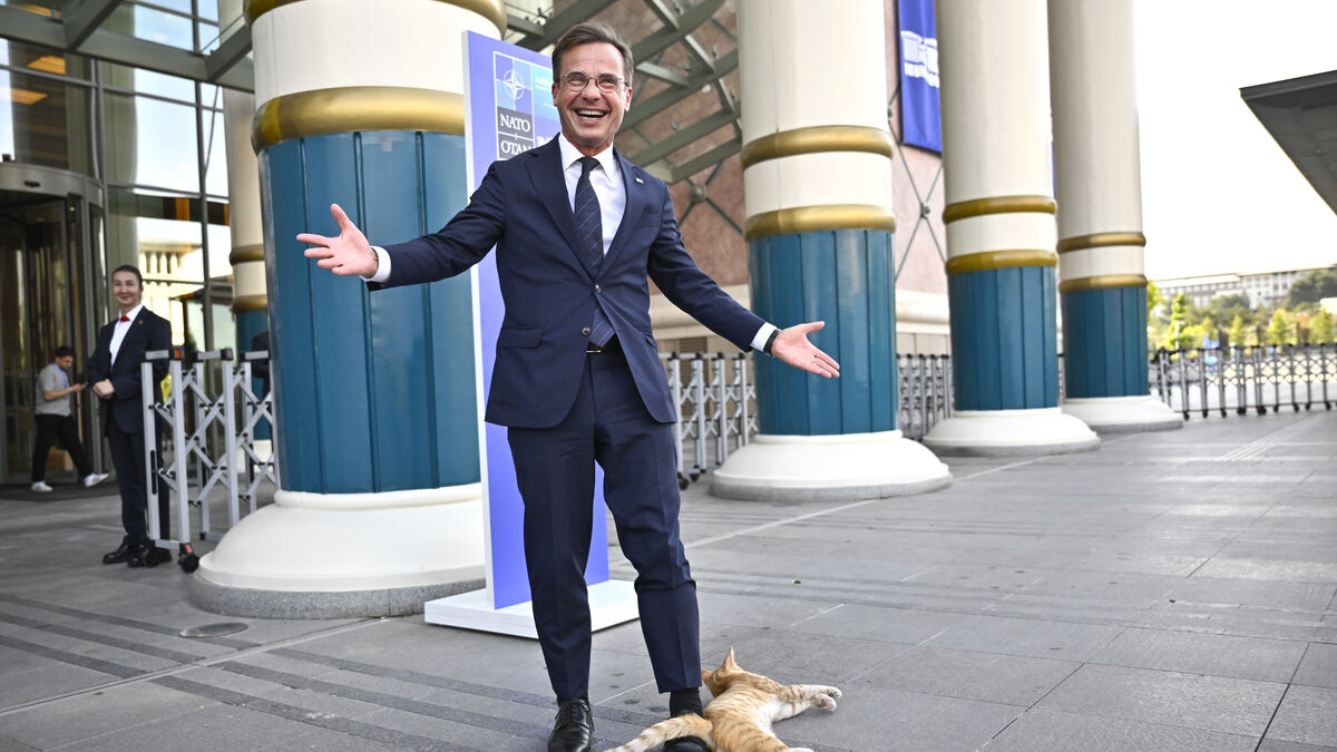Cats slip past security at
