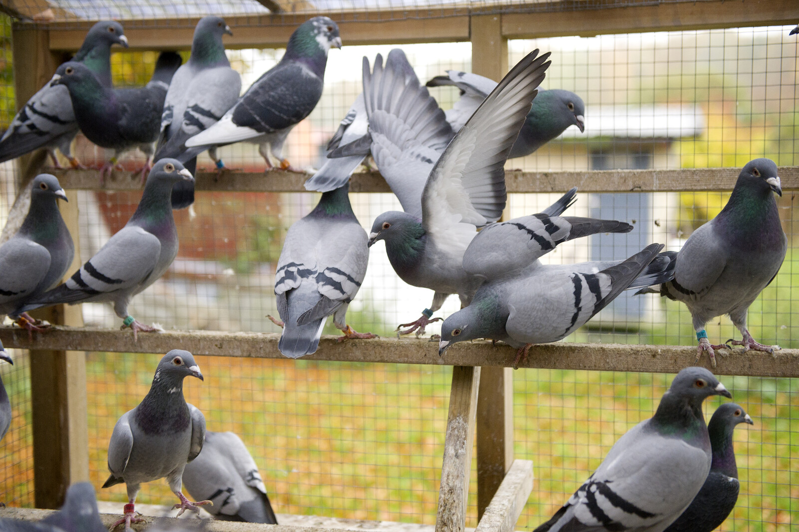 Hundreds of Carrier Pigeons Missing