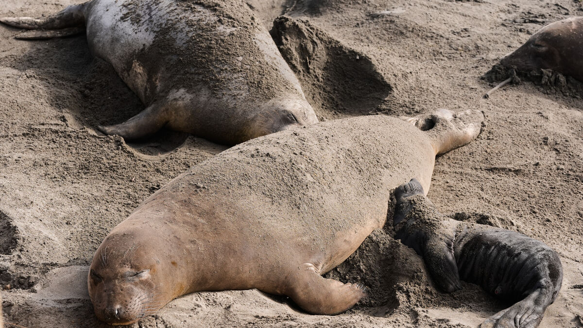 More than 13,000 seal pups