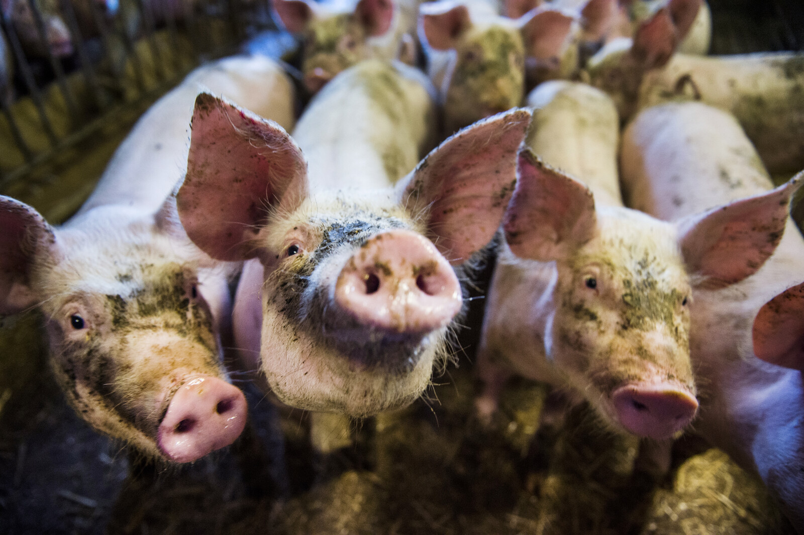 2,800 Pigs Put Down – Poisoned Feed