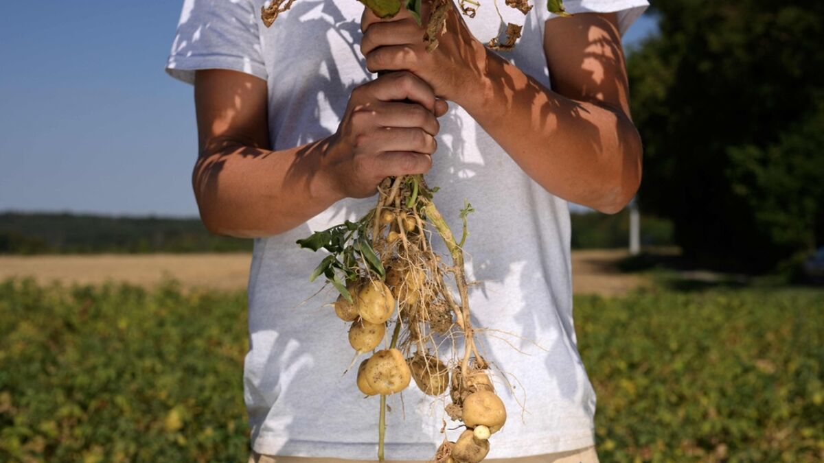 Belgian potato crop hit by drought and wet weather, threatening fry prices