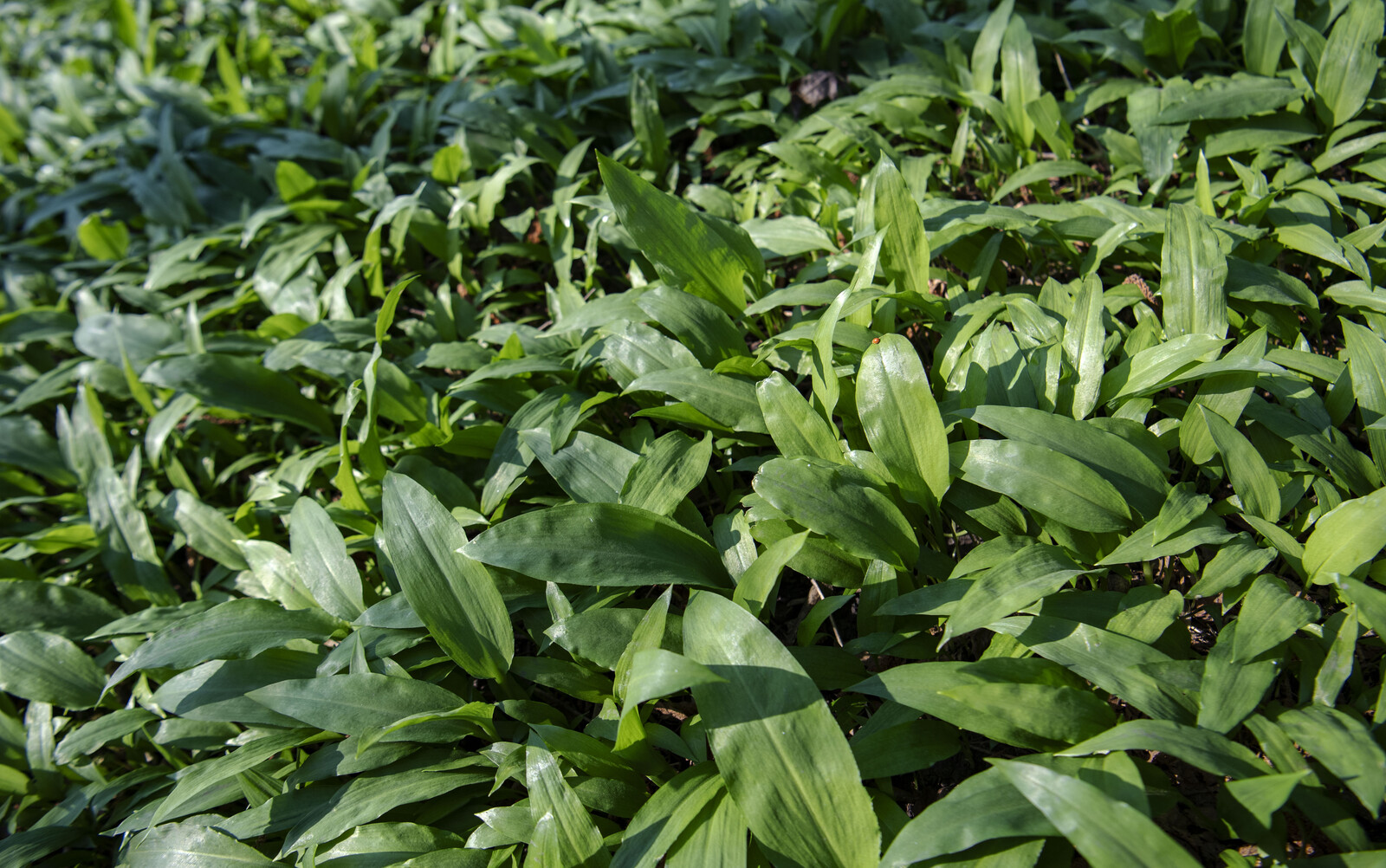 Five poisoned by tainted pesto – being treated with respirators