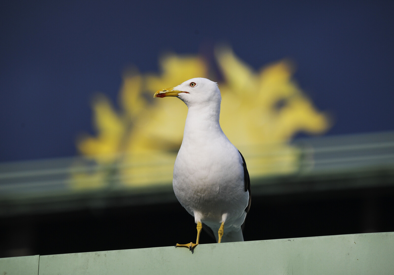 Swedish Guillemot Mistaken for Spy