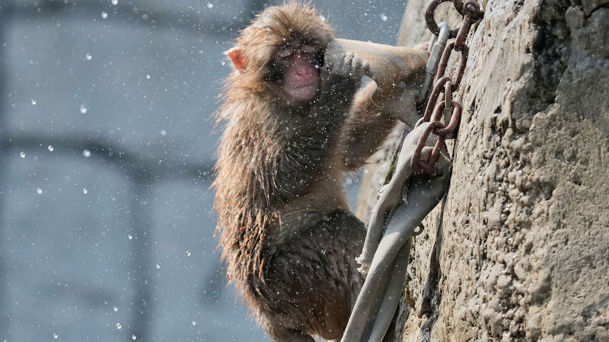 Orphaned monkey Punch turns one