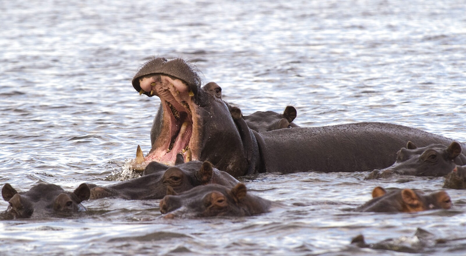 Anthrax Outbreak Claims 50 Hippos
