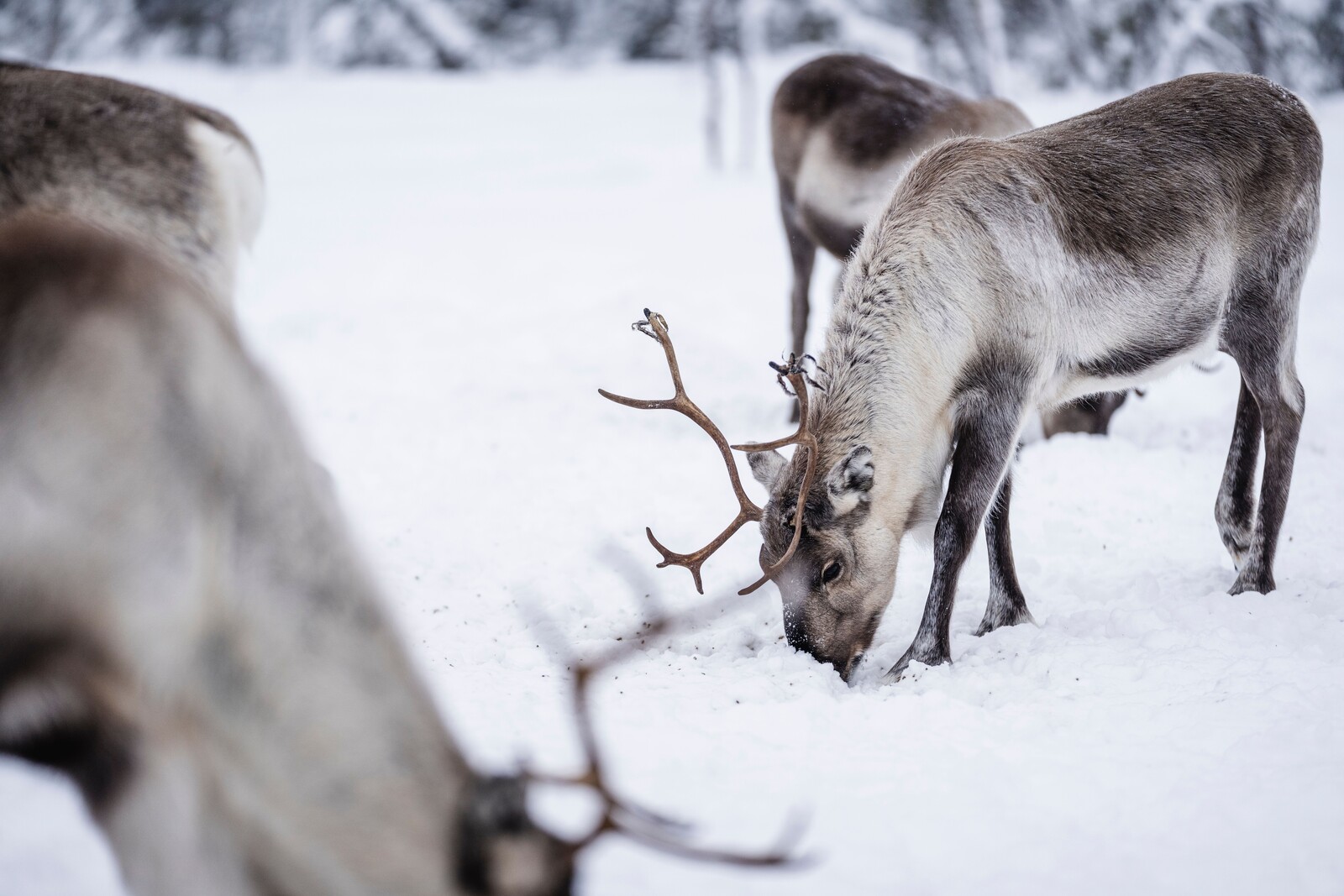 Reindeer killed – suspected animal