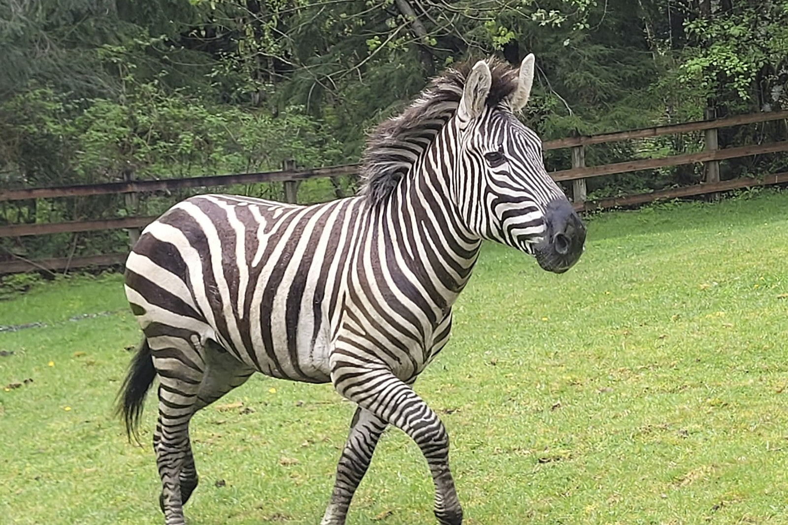 Danish Zebra on the Loose