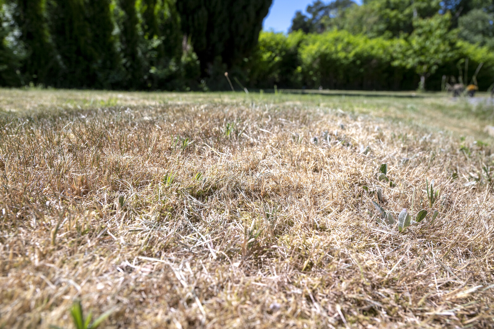 High Fire Risk Across Half of Sweden Amid Persistent Heat