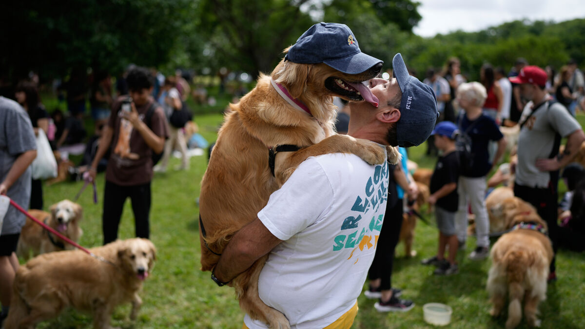 New record: 2,397 golden retrievers
