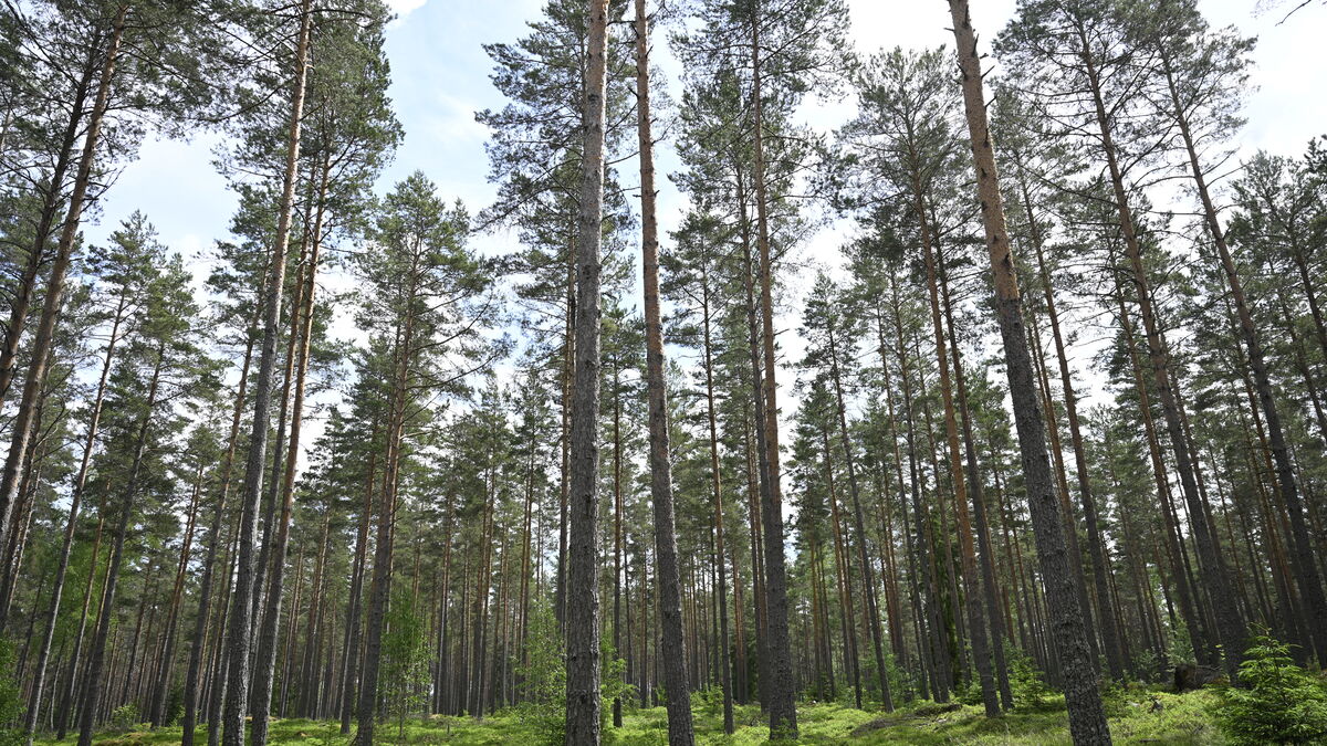 High risk of forest fires in parts of Sweden, SMHI warns