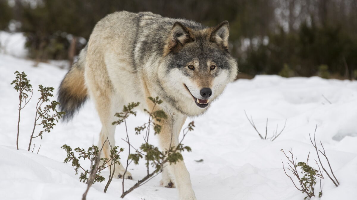 Appeals against wolf hunting: "Highly endangered species"