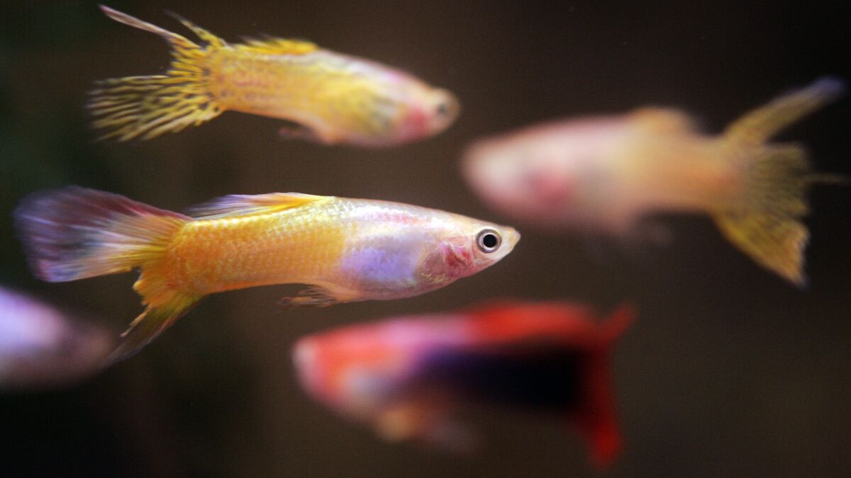 Friends make guppies' brains grow bigger