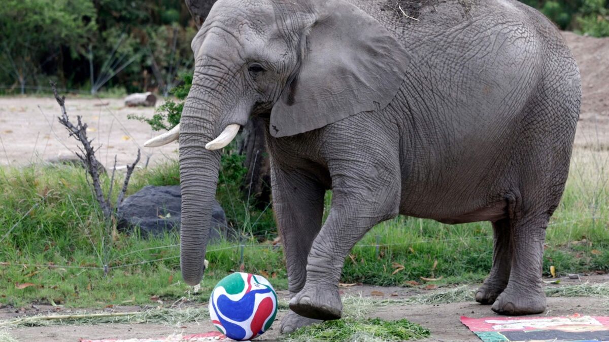 Mexico's elephants have tipped, predicting