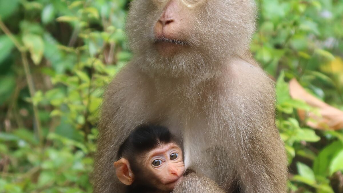 Some primates face birth challenges