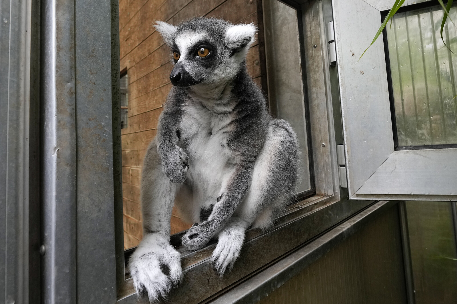 Lemur Missing from Helsingborg Tropikariet