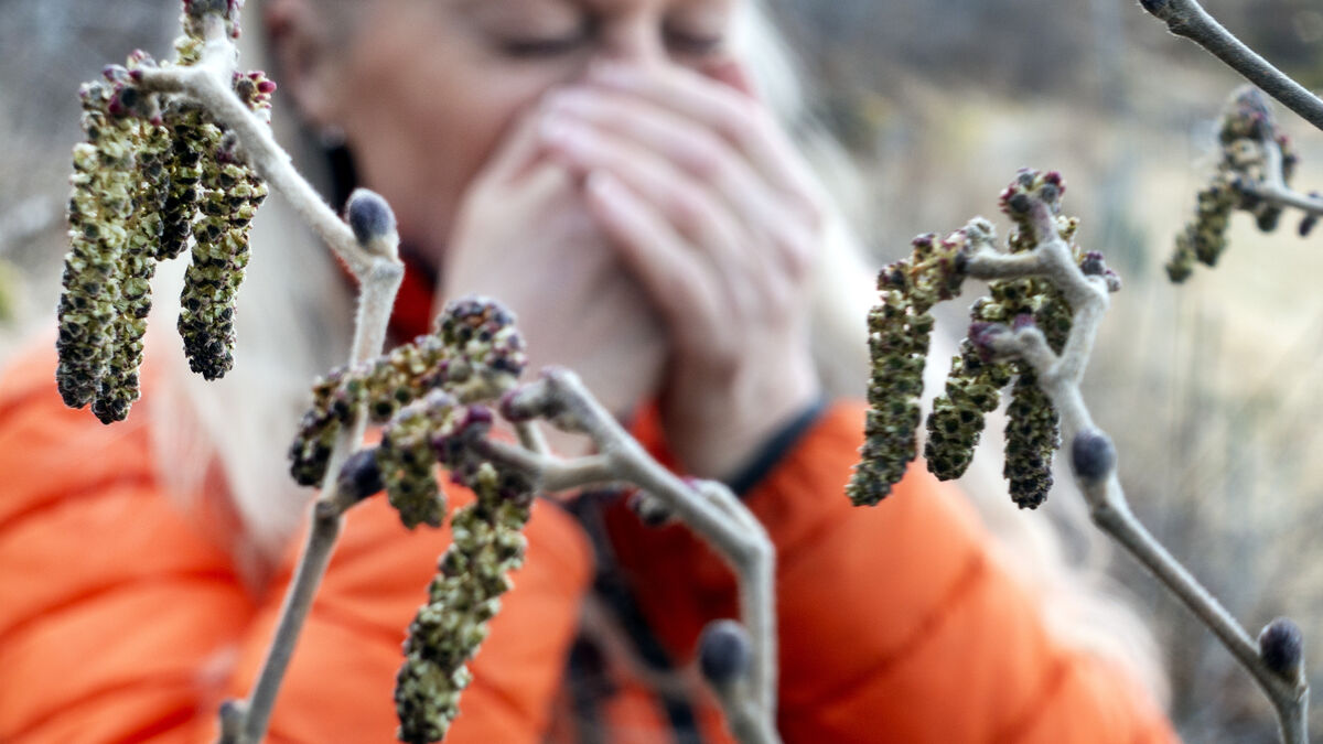 Warning for high levels of oak and birch pollen in Sweden