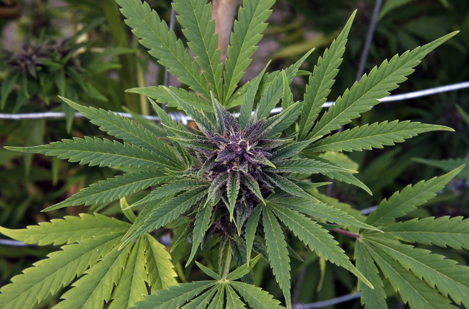 Swedish Hemp Cultivation Doubles, Reaches Record Levels