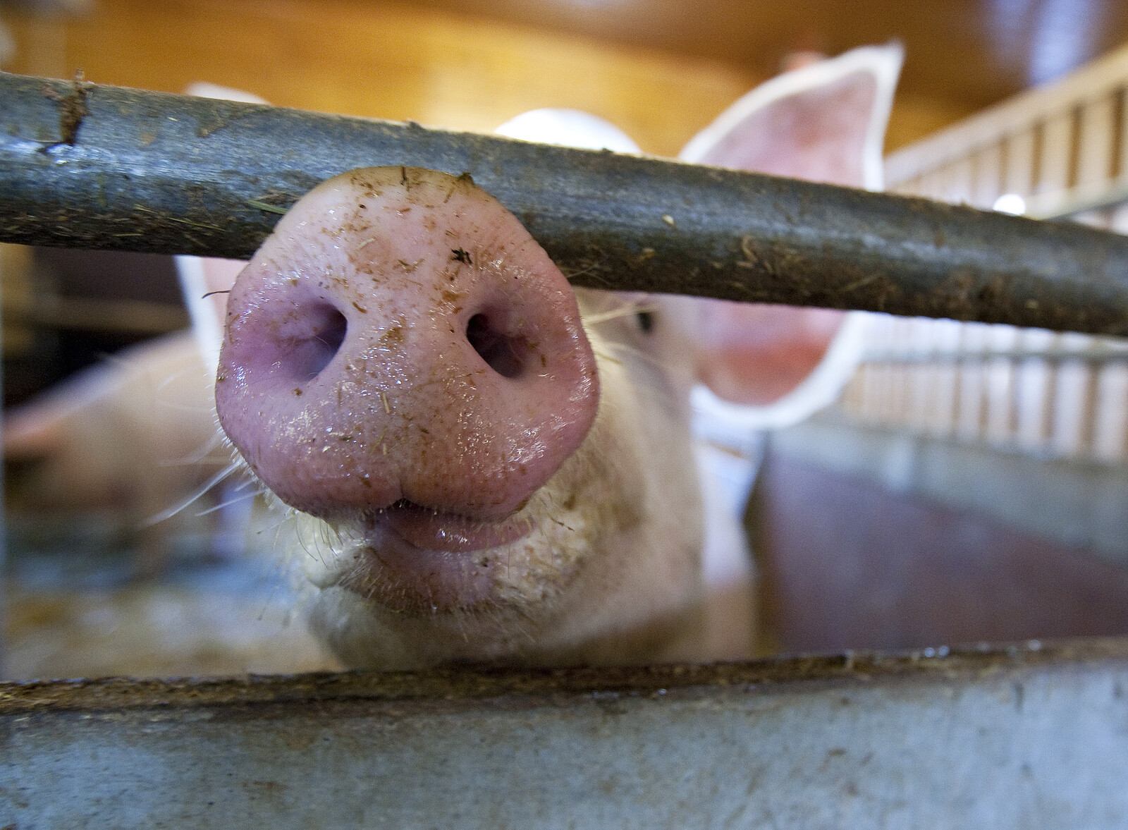 Pig Lung Successfully Transplanted into